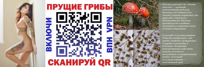 Псилоцибиновые грибы Psilocybe  Купить  Чайковский 